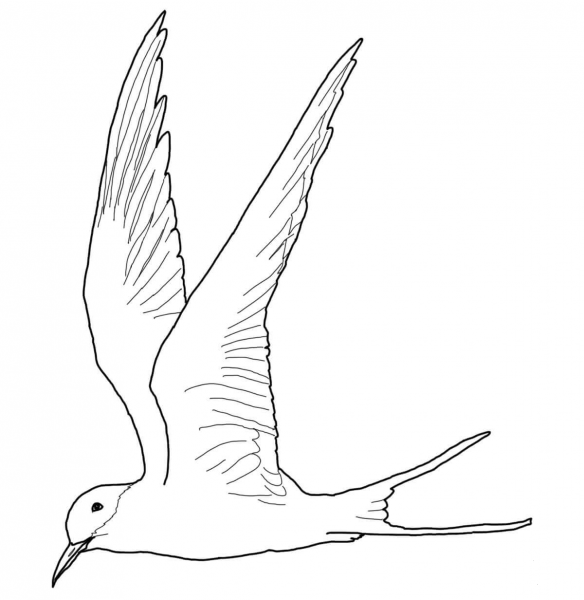 Flying Arctic Tern coloring page image