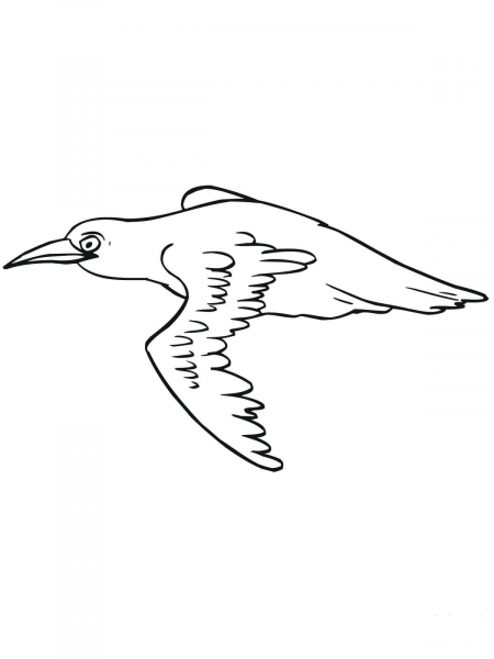 Flying Blackbird coloring page image
