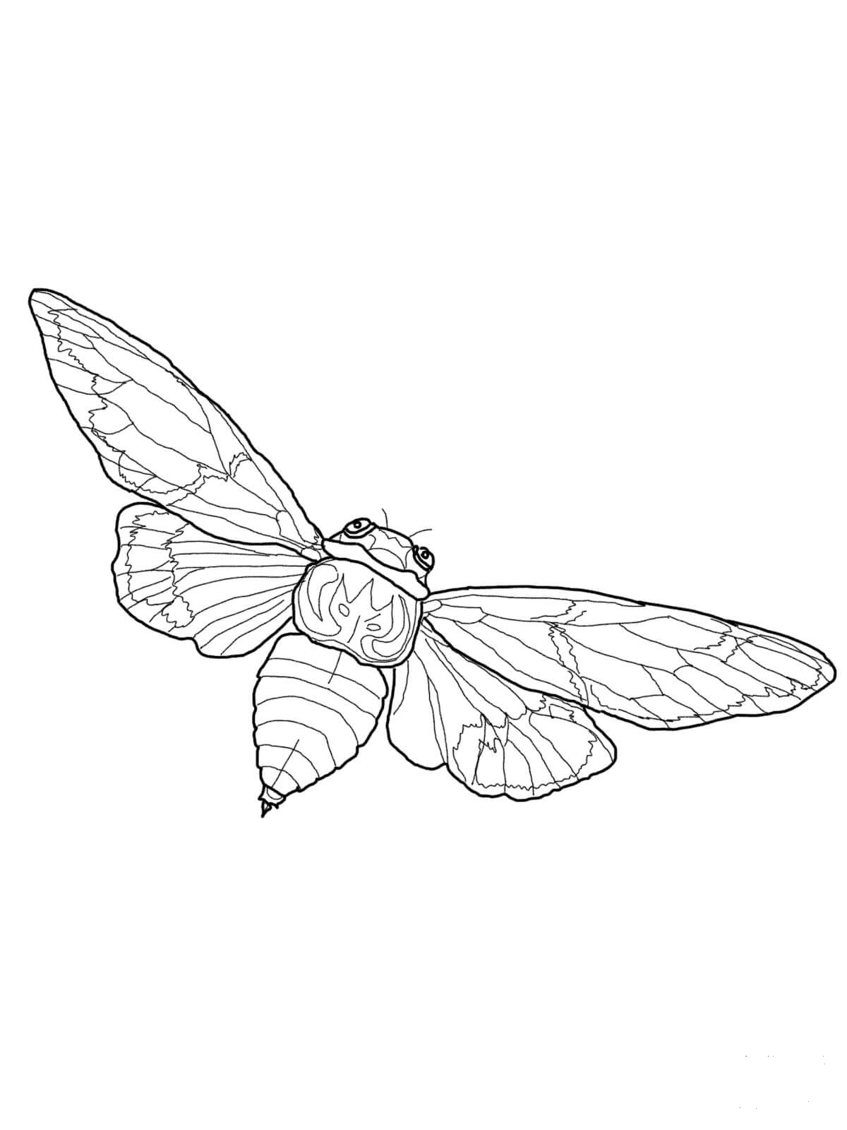 Flying Cicada coloring page ColouringPages