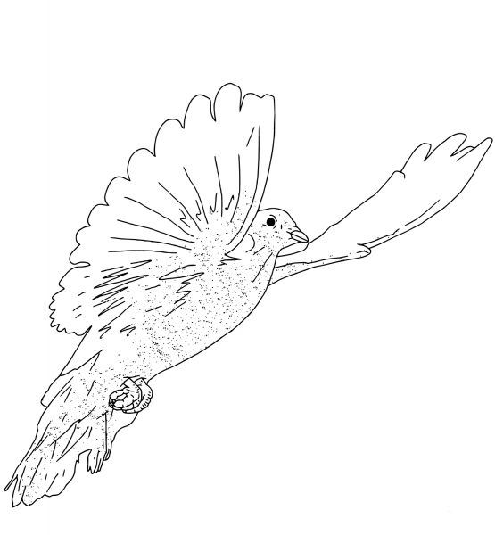 Flying Dove coloring page image