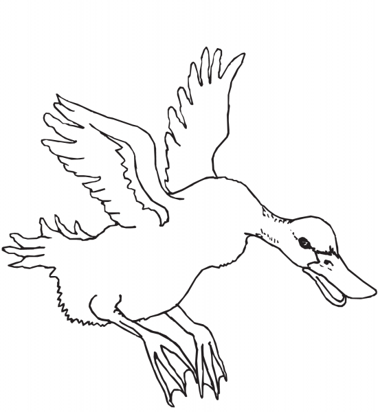 Flying Duck coloring page image