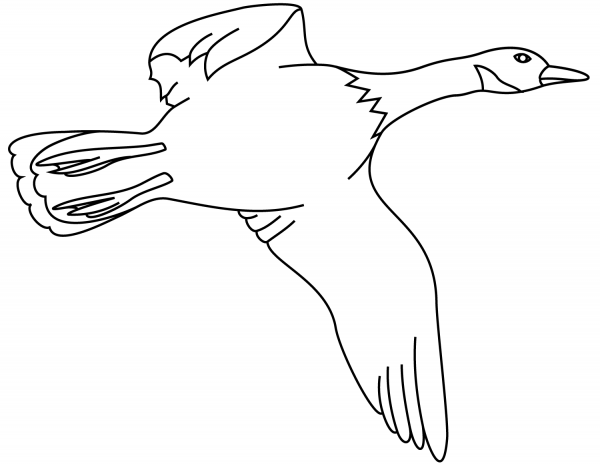 Flying Duck coloring page image