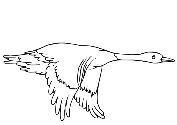 Flying Duck coloring page image