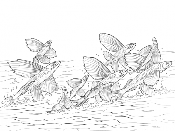 Flying Fishes Shoal coloring page image