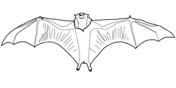 Flying Fox coloring page image
