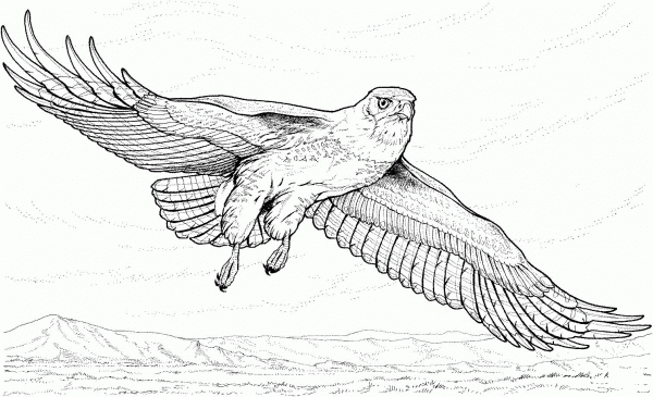 Flying Hawk coloring page image