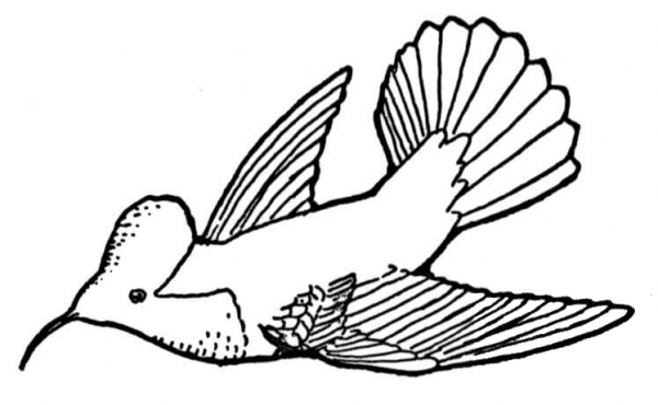 Flying Hummingbird coloring page image
