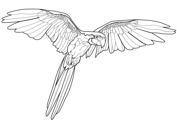 Flying Macaw coloring page image