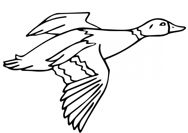 Flying Mallard Drake coloring page image