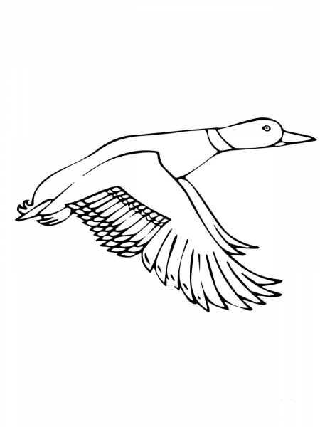 Flying Mallard Duck coloring page image