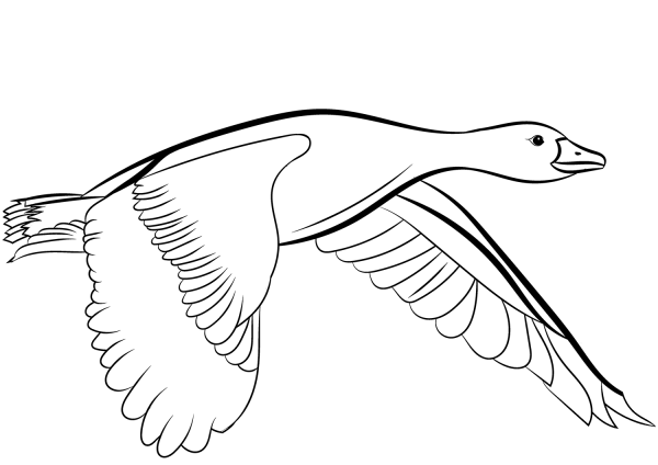 Flying Mallard Duck coloring page image