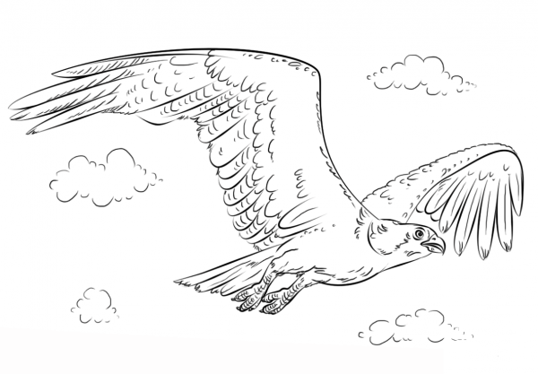 Flying Osprey coloring page image