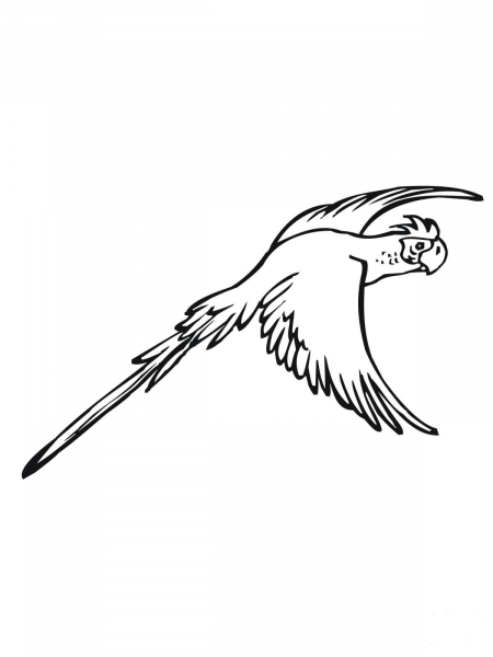 Flying Parakeet coloring page image