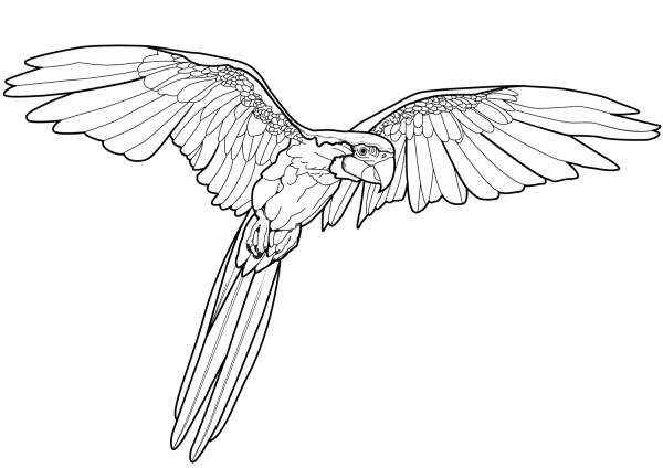 Flying Parrot coloring page image