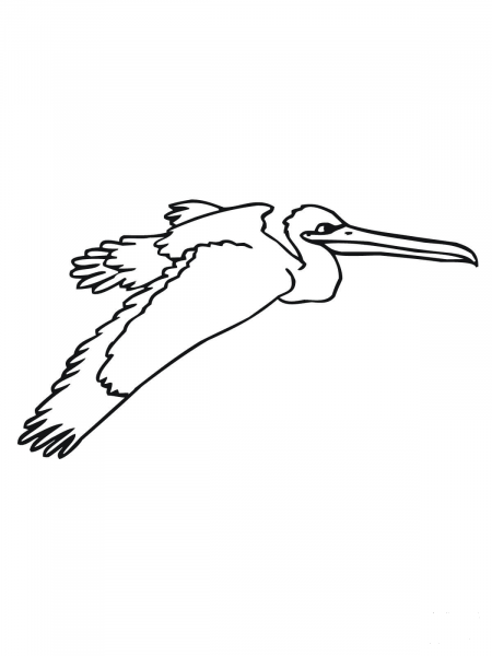 Flying Pelican coloring page image