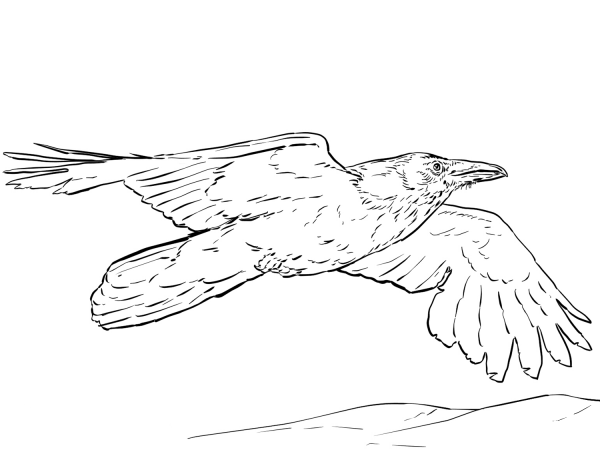 Flying Raven coloring page image