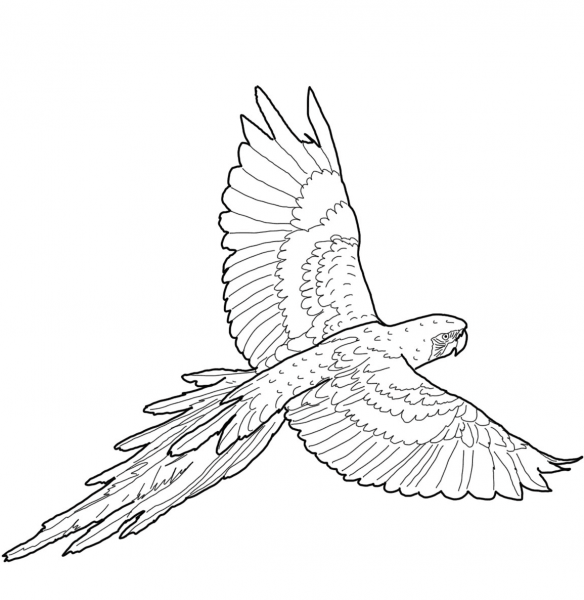 Flying Red-and-green Macaw coloring page image
