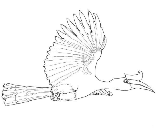 Flying Rhinoceros Hornbill coloring page image