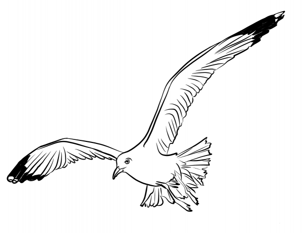 Flying Seagull coloring page image