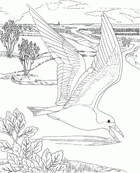 Flying Seagull coloring page image