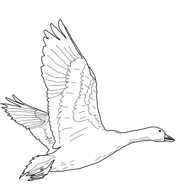 Flying Snow Goose coloring page image