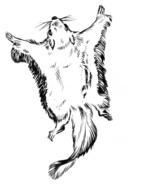 Flying Squirrel coloring page image