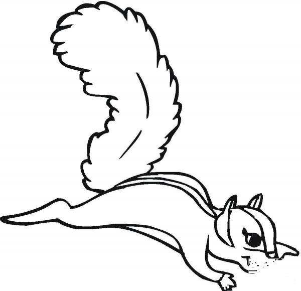 Flying Squirrel  coloring page image