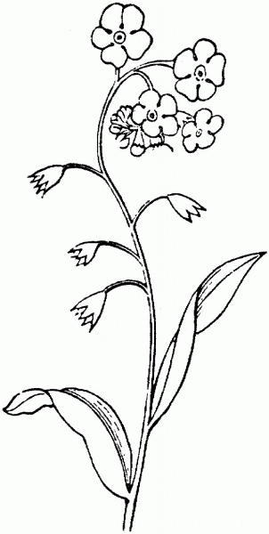 Forget Me Not 2 coloring page image