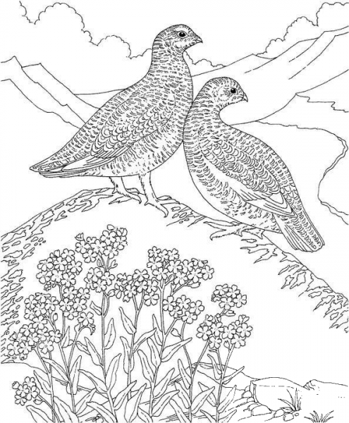 Forget Me Not And Birds coloring page image