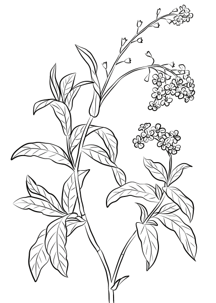 Forget-Me-Not coloring page image
