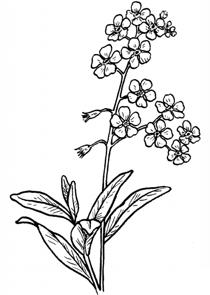 Forget-Me-Not coloring page image