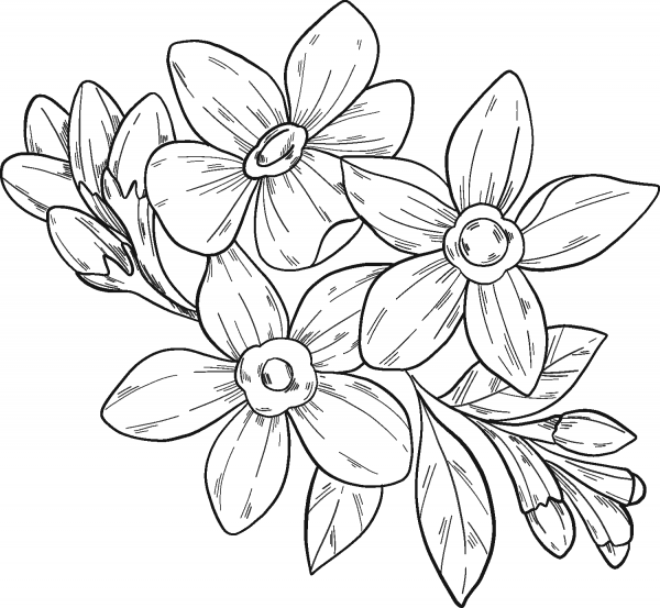 Forget-Me-Not Flowers coloring page image