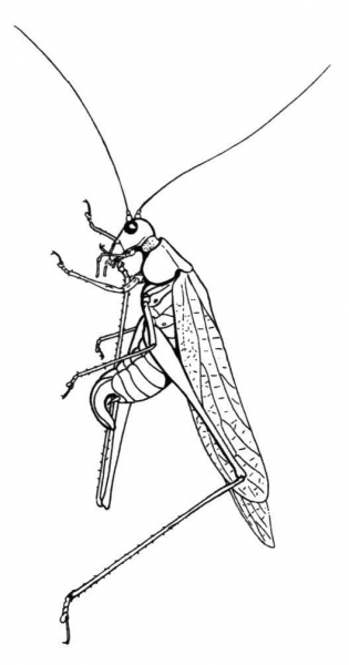 Fork Tailed Bush Katydid coloring page image