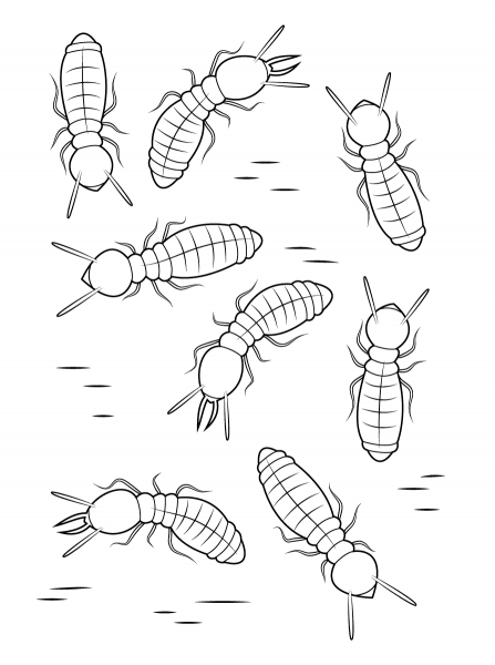 Formosan Subterranean Termites coloring page image