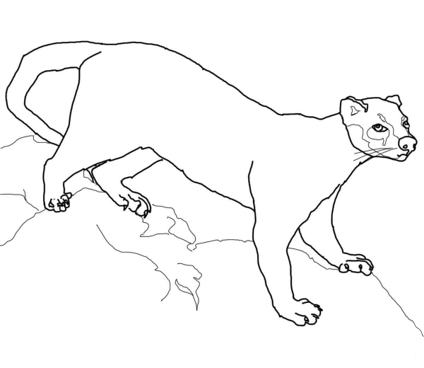 Fossa coloring page image