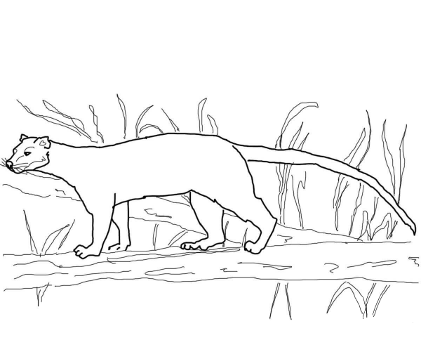 Fossa from Madagascar coloring page image