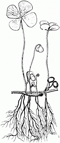 Four-leaf Clover coloring page image