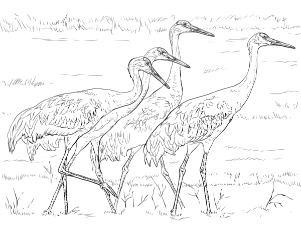 Four Sandhill Cranes coloring page image