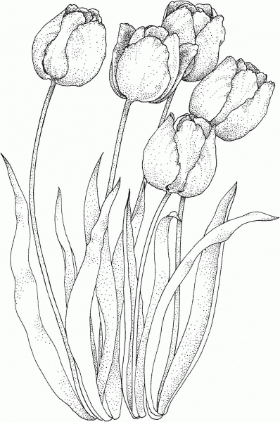 Four Tulips coloring page image