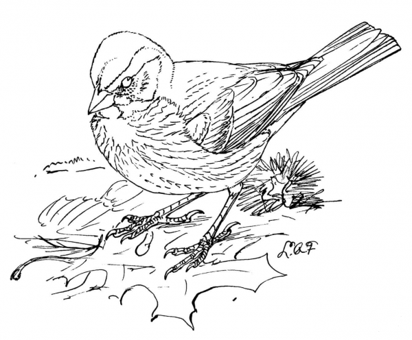 Fox Sparrow coloring page image
