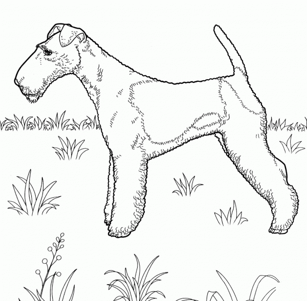 Fox Terrier  coloring page image