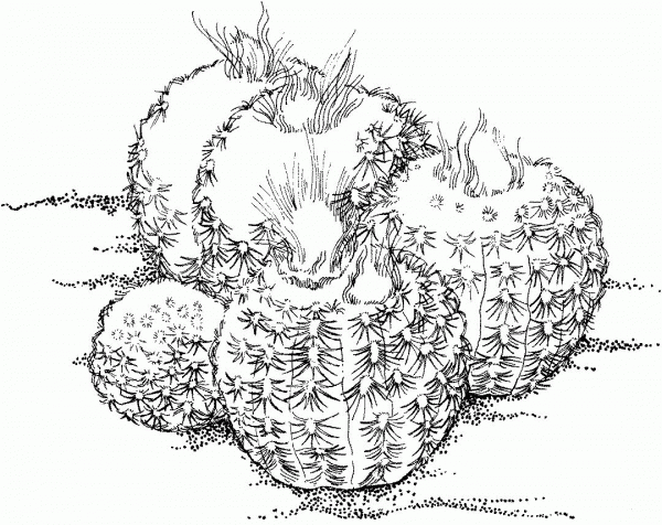Frailea pygmaea cactus coloring page image