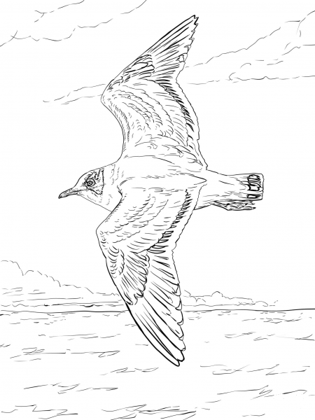 Franklin’s Gull coloring page image