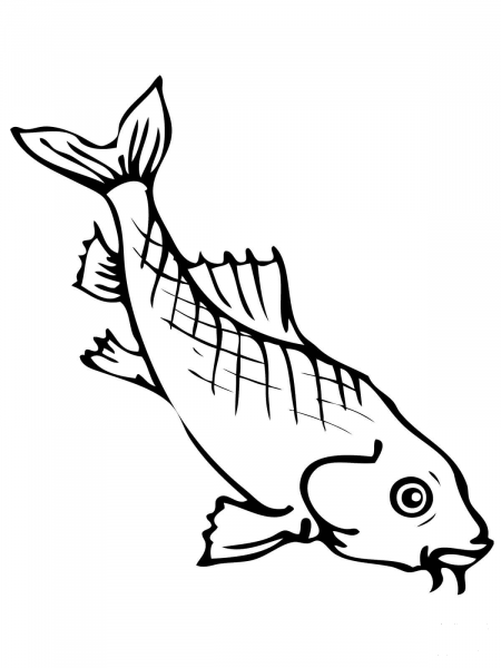 Freshwater Carp coloring page image