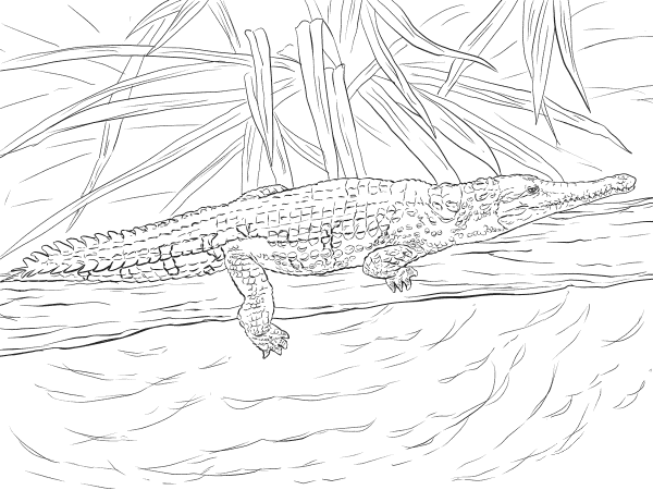 Freshwater Crocodile coloring page image