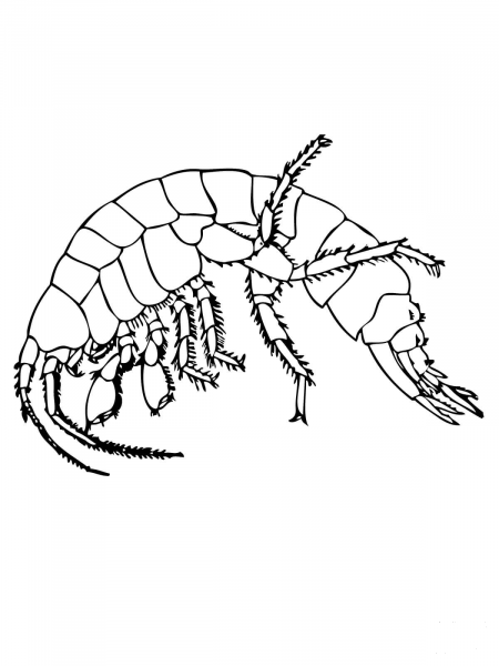 Freshwater Shrimp coloring page image