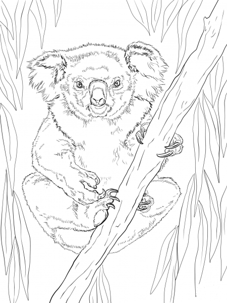 Friendly Female Koala coloring page image