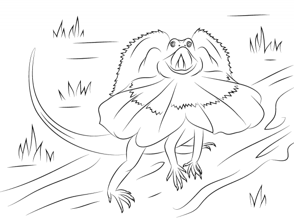 Frilled Dragon Lizard coloring page image