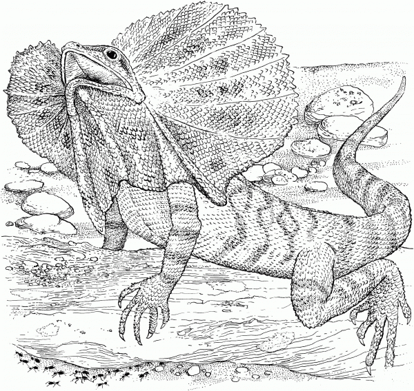 Frilled Lizard coloring page image