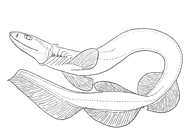 Frilled Shark coloring page image